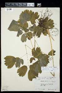 Caulophyllum thalictroides image