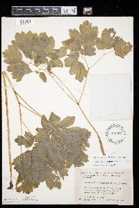 Caulophyllum thalictroides image