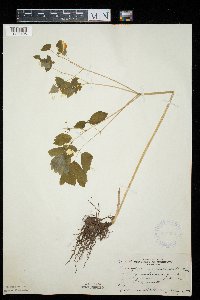 Caulophyllum thalictroides image