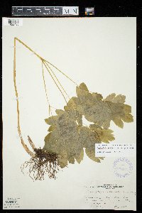 Caulophyllum thalictroides image