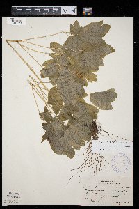 Caulophyllum thalictroides image