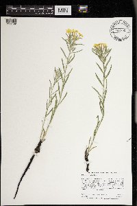 Lithospermum incisum image