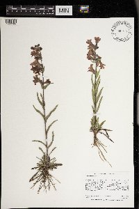 Penstemon albidus image