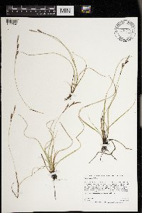 Carex richardsonii image