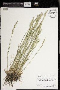 Poa arida image