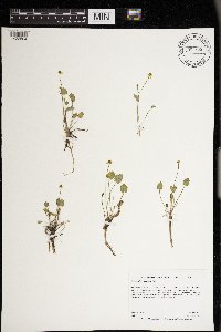 Ranunculus cymbalaria image