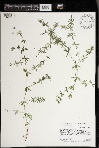 Galium concinnum image