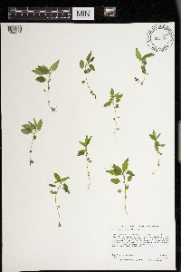 Parietaria pensylvanica image