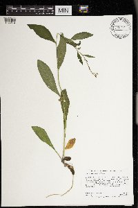 Boechera canadensis image