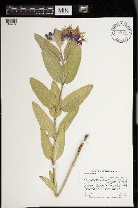 Asclepias speciosa image