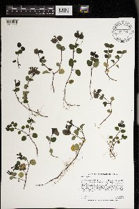Mitchella repens image