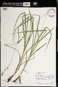 Carex sparganioides image