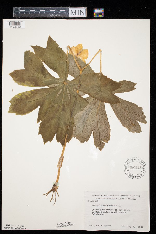 Podophyllum image