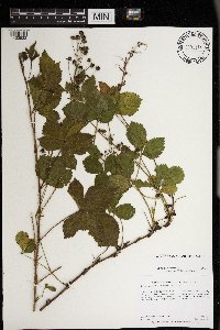 Rubus regionalis image