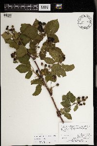 Rubus frondosus image