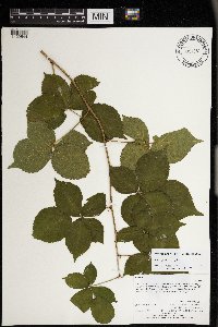 Rubus frondosus image