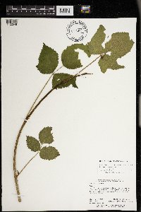 Rubus alumnus image