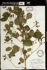 Rubus superioris image