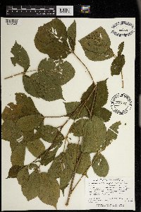 Rubus superioris image