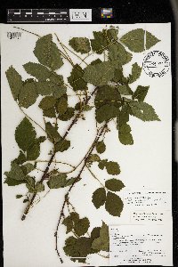 Rubus superioris image