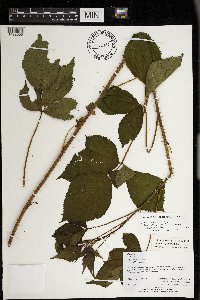 Rubus superioris image