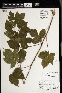 Rubus superioris image
