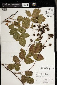 Rubus superioris image