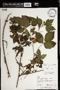 Rubus superioris image