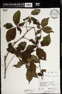 Rubus superioris image