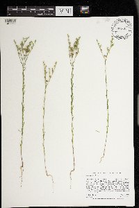 Linum sulcatum image