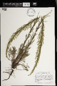 Artemisia campestris image