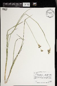 Juncus longistylis image