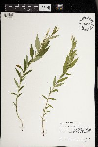 Polygala senega image