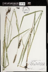 Alopecurus arundinaceus image
