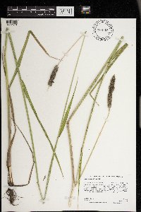 Alopecurus arundinaceus image