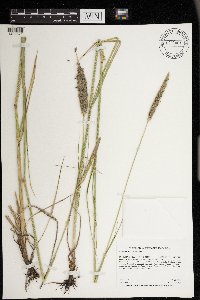 Alopecurus arundinaceus image