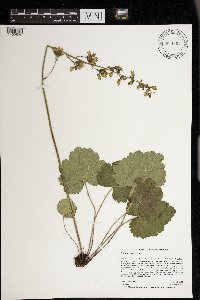 Heuchera richardsonii image