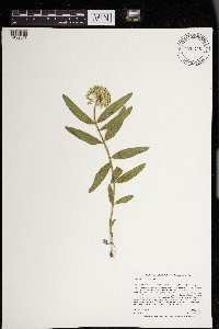 Asclepias lanuginosa image
