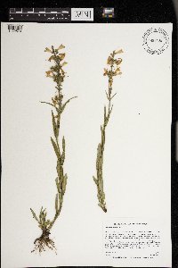 Penstemon gracilis image