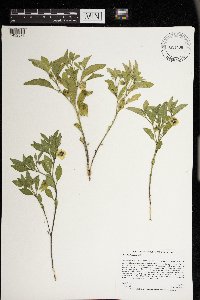 Physalis virginiana image