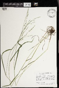 Festuca subverticillata image