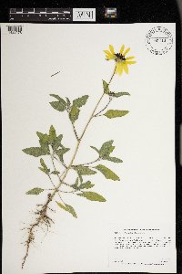 Helianthus petiolaris image