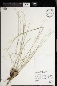 Hesperostipa comata image