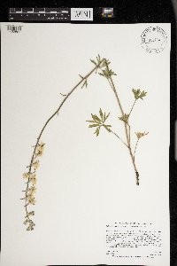 Delphinium carolinianum image