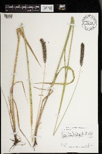 Alopecurus arundinaceus image