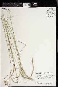 Elymus trachycaulus image