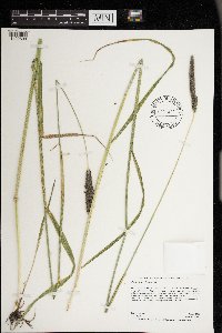 Alopecurus arundinaceus image