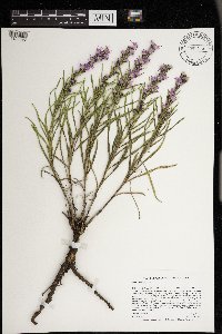 Liatris punctata image