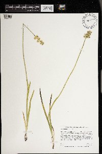 Triantha glutinosa image