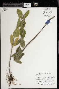Verbena stricta image